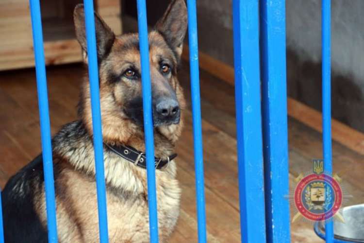 В кинологическом центре в Мариуполе будут готовить «собак-антитерроров» (ВИДЕО)