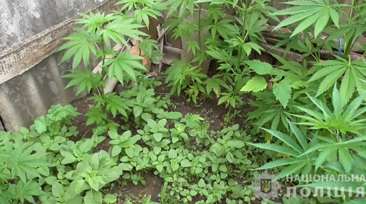 Десятки кустов конопли обнаружили в огороде 74-летней пенсионерки вблизи Мариуполя (ФОТО)