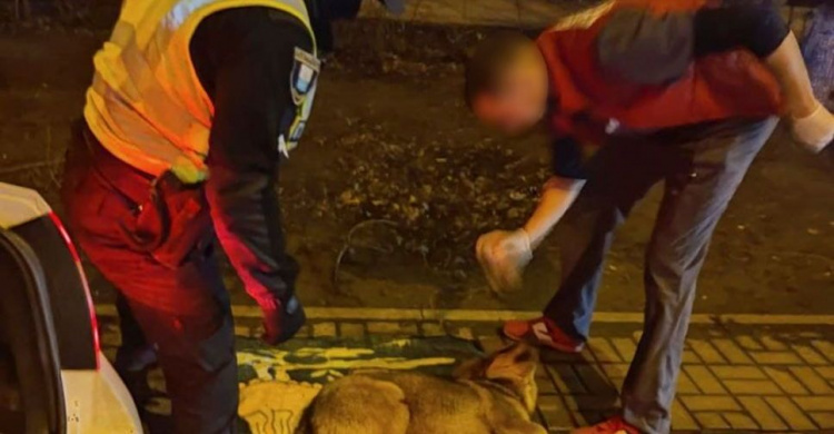 Мариупольские полицейские спасали пса, попавшего под колеса автомобиля