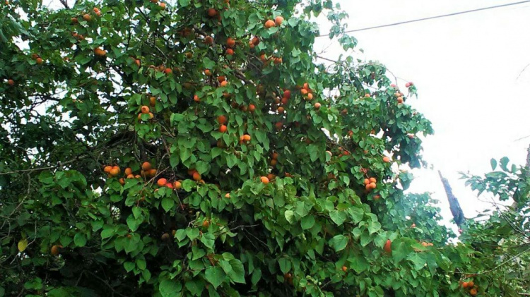 Сады мариупольцев ломятся от абрикосов: ТОП-рецептов простого приготовления (ФОТО)
