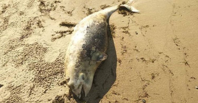 На мариупольском побережье нашли мертвого дельфина