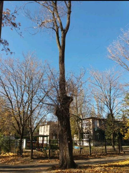 Могло упасть в любую минуту: в Мариуполе спилили сухое дерево возле детсада