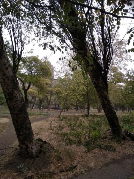 Последствия непогоды: в Мариуполе сильный ветер накренил деревья (ФОТОФАКТ)