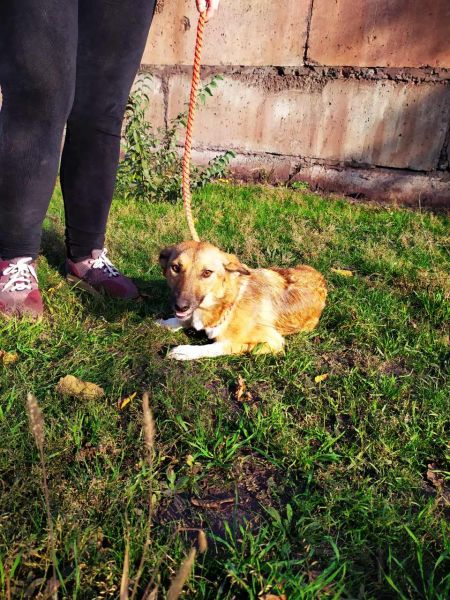 В Мариуполе жестоко надругались над собакой (18+)