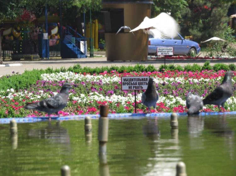 В Мариуполе у павлина хвост покрылся петуньями, а рядом появились 12 цветочных картин (ФОТО+ ВИДЕО)
