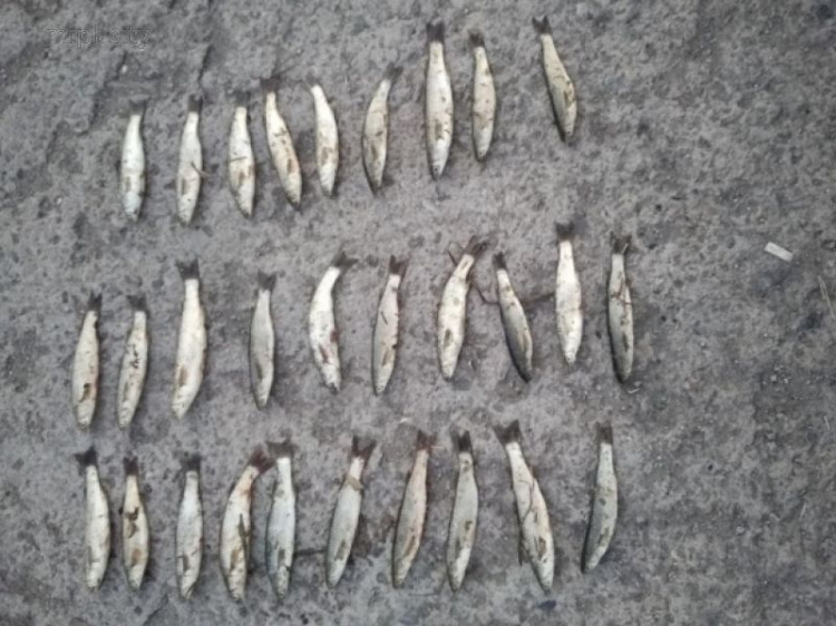 Мариупольские браконьеры за три дня наловили рыбы на 88 тысяч гривен (ФОТО)