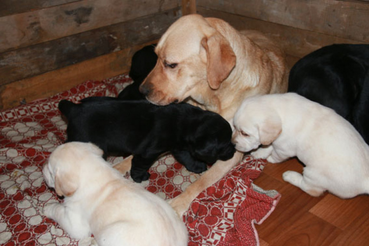 Семья служебных собак в Мариуполе обзавелась потомством (ФОТО)