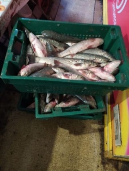 На одном из мариупольских рынков свыше ста килограммов рыбы продавали без документов