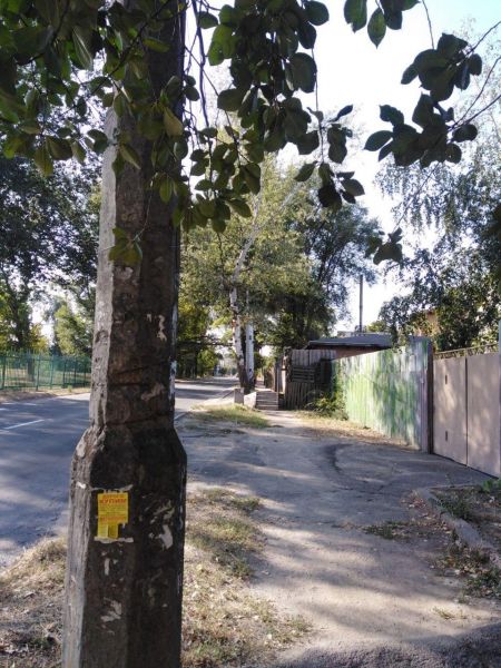 Последствия непогоды: в Мариуполе сильный ветер накренил деревья (ФОТОФАКТ)