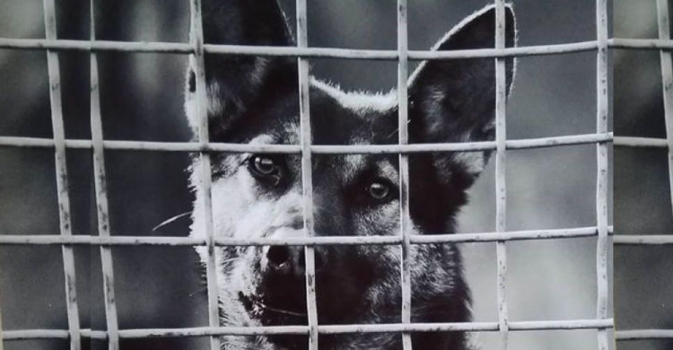 Они, как люди любят и страдают: Мариупольцы провели акцию в защиту бездомных животных (ФОТО)
