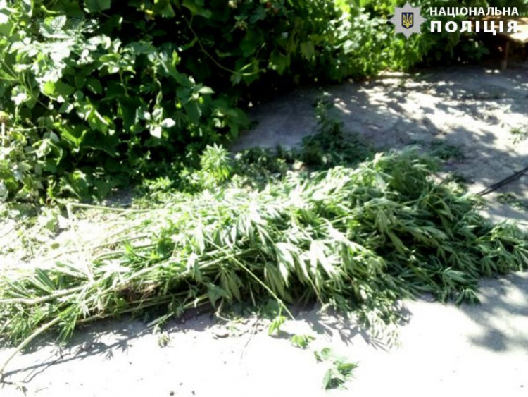 В Мариуполе поймали наркоагрария: полиция изъяла больше 300 кустов конопли (ФОТО)