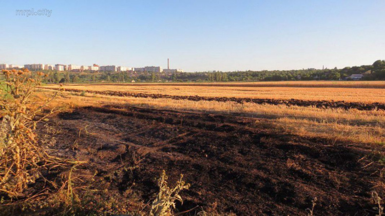 Под Мариуполем продолжаются поджоги фермерских полей? (ФОТО)