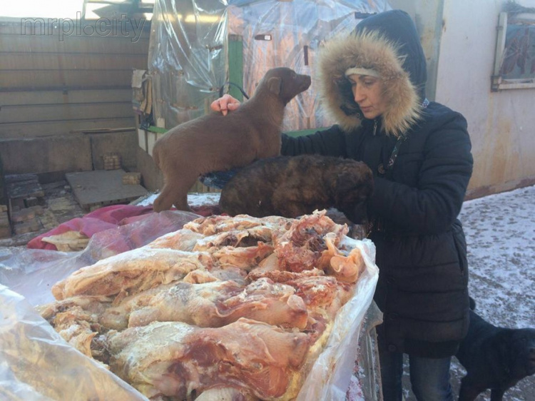 В Мариуполе зоозащитники накормили около 50 бездомных собак (ФОТО)