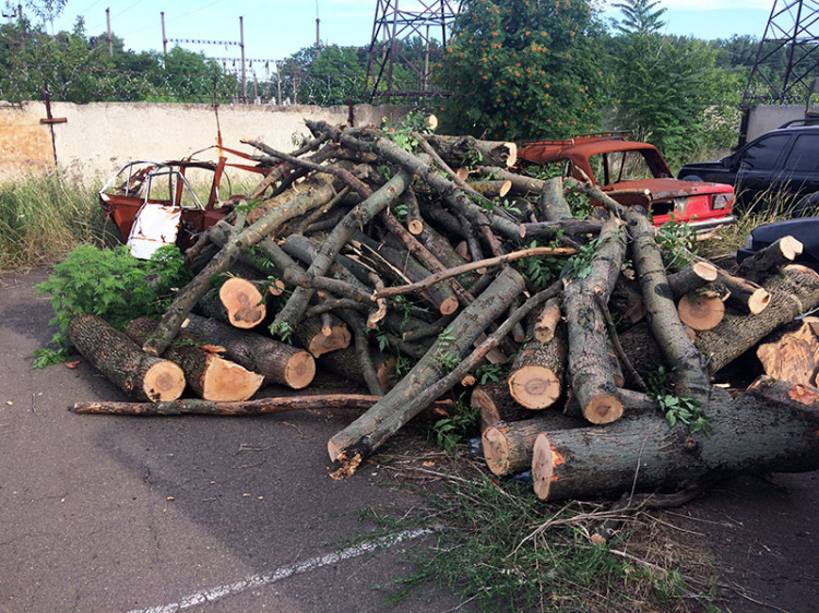 В Донецкой области поймали мариупольцев, которые уничтожали молодые деревья (ФОТО)