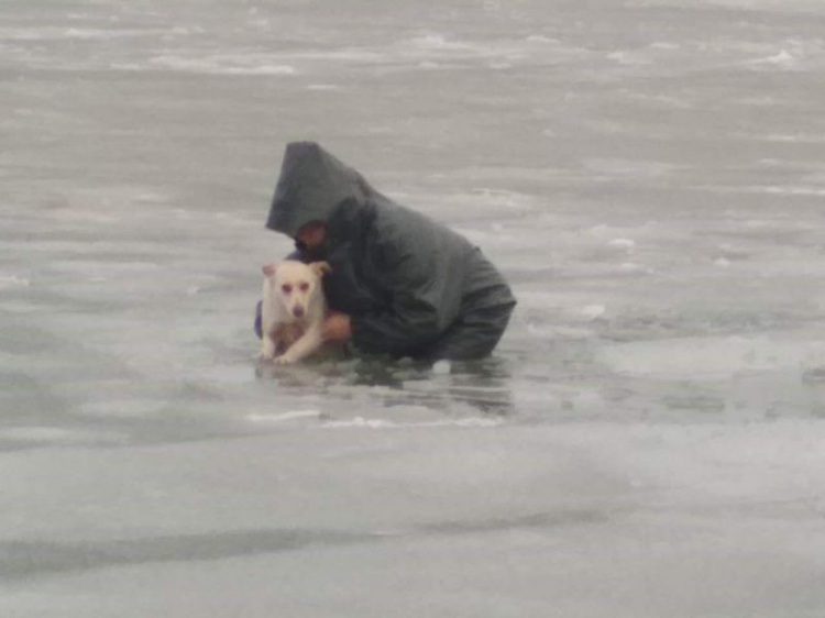 В Мариуполе спасли провалившуюся под лед собаку (ФОТО)