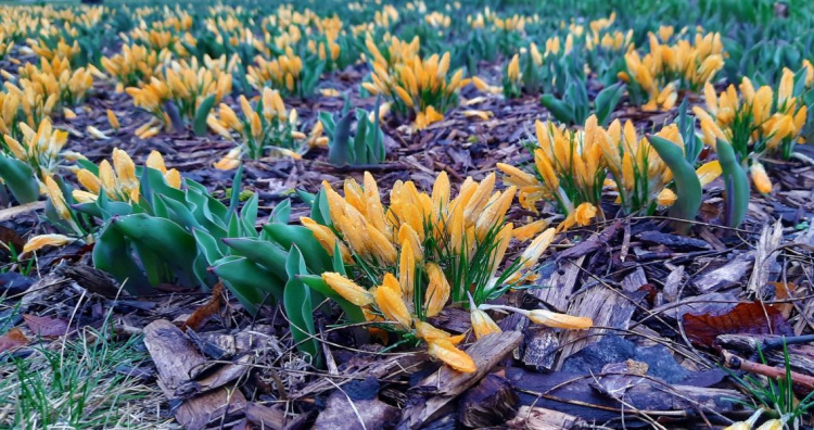 Мариупольский парк «Веселка» заиграл весенними красками: взошли первоцветы