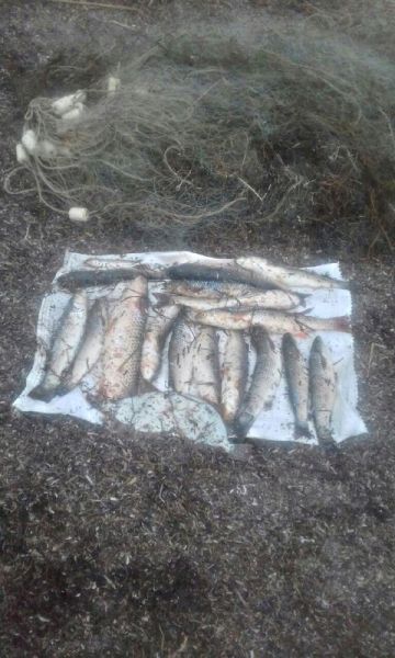 В Мариуполе браконьер поймал краснокнижную рыбу и нанес убытки почти на 28 тысяч гривен