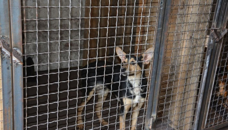 В Мариуполе более 300 бездомных животных стерилизовали по-европейски (ФОТО)