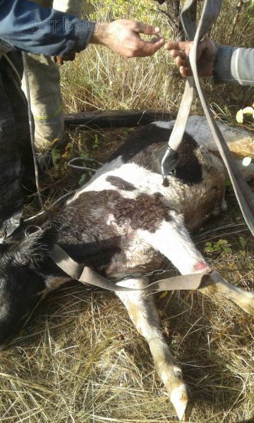 В Донецкой области спасли теленка, пролетевшего шесть метров (ФОТО)