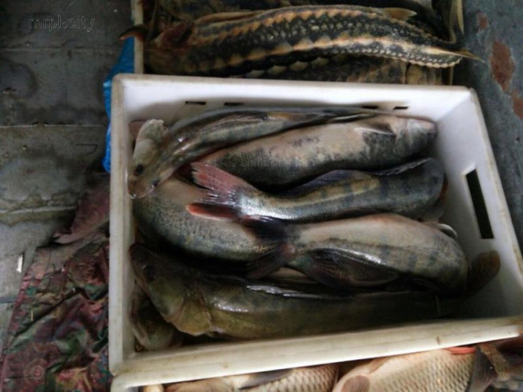 На КПВВ под Мариуполем задержали рыбную контрабанду (ФОТО)