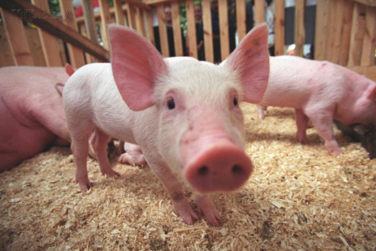 В Славянске введены карантинные мероприятия из-за африканской чумы свиней