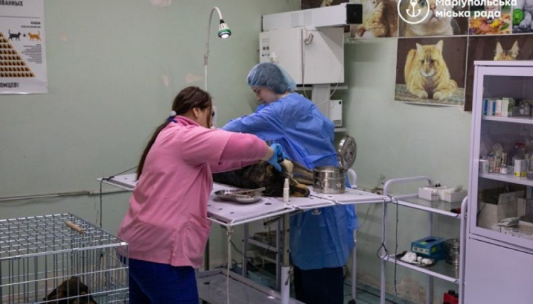 В Мариуполе планируют стерилизовать 1500 бездомных животных