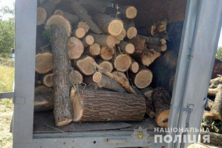 В Мариуполе разоблачили незаконный бизнес по вырубке деревьев (ФОТО)