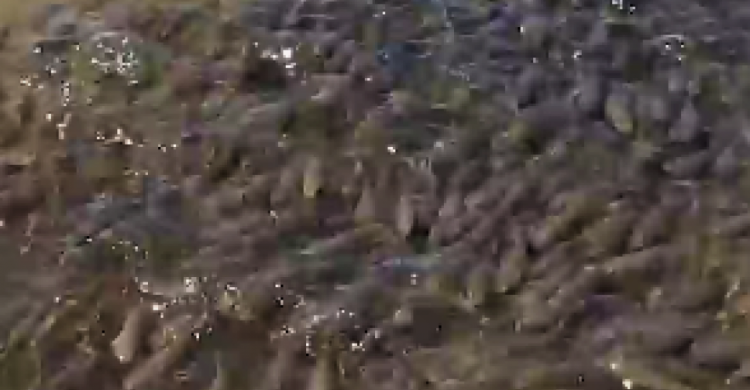В море под Мариуполем небольшие рыбы начали собираться в косяки (ВИДЕО)