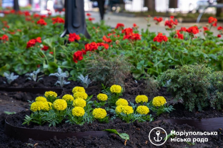 Мариуполь украсят еще почти 230 тысяч цветов-однолетников