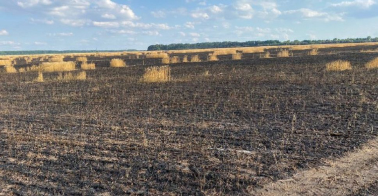 Сгоревшее поле пшеницы: поджигатель может получить до 10 лет тюрьмы
