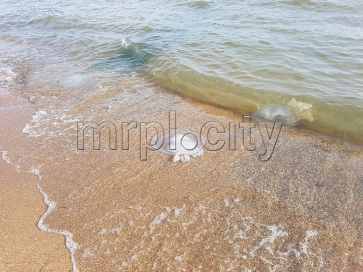 На мариупольский пляж в октябре приплыли умирать десятки медуз