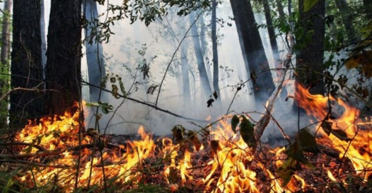 На Донетчине – чрезвычайный уровень пожарной опасности: есть риск масштабных ЧС