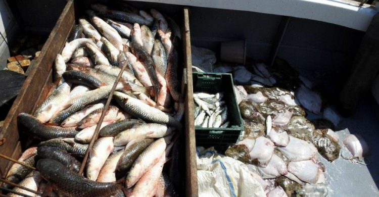 В Азовском море браконьеры с крупным уловом пытались скрыться от пограничников (ФОТО+ВИДЕО)