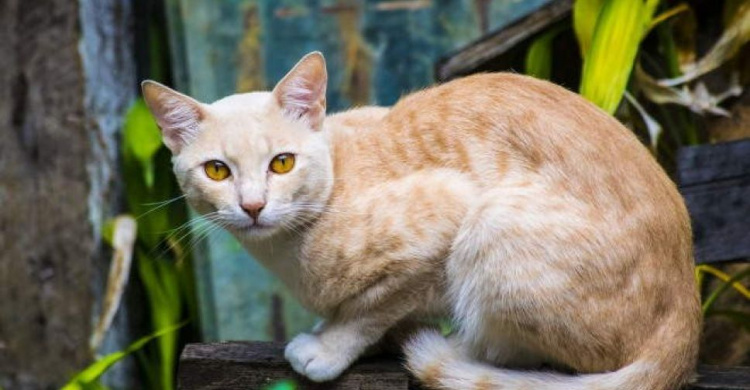 Мариуполец застрелил кошку. Ему грозит до трех лет лишения свободы (ФОТО)