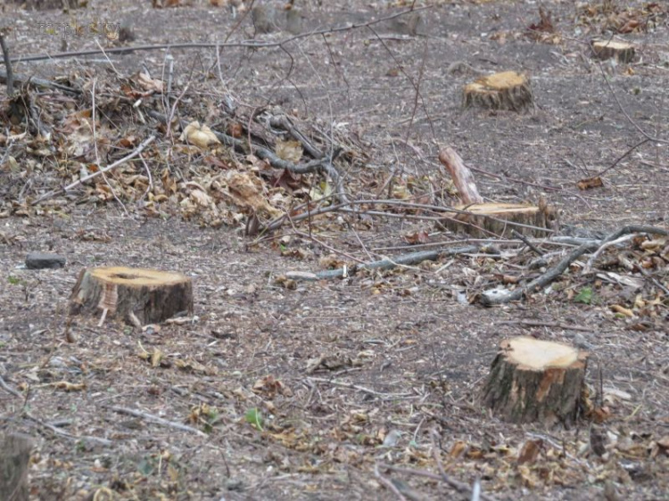 Спасаемый в Мариуполе сосновый мини-бор планируют омолодить (ФОТО)