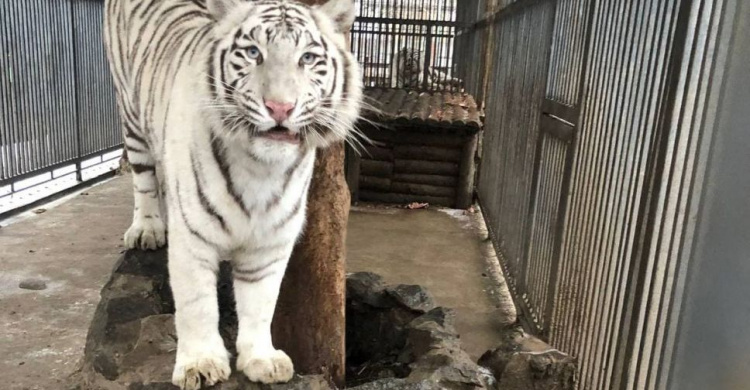 Символы 2022 года - в мариупольском зоопарке: каковы особенности характера и повадки у тигров