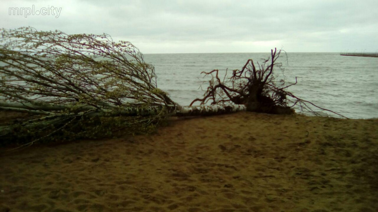 Море у берегов Мариуполя штормит, сильный ветер валит деревья (ФОТО + ВИДЕО) (ДОПОЛНЕНО)