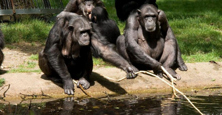 Шимпанзе сделали из сломанной ветки «лестницу», чтобы сбежать из зоопарка (ВИДЕО)
