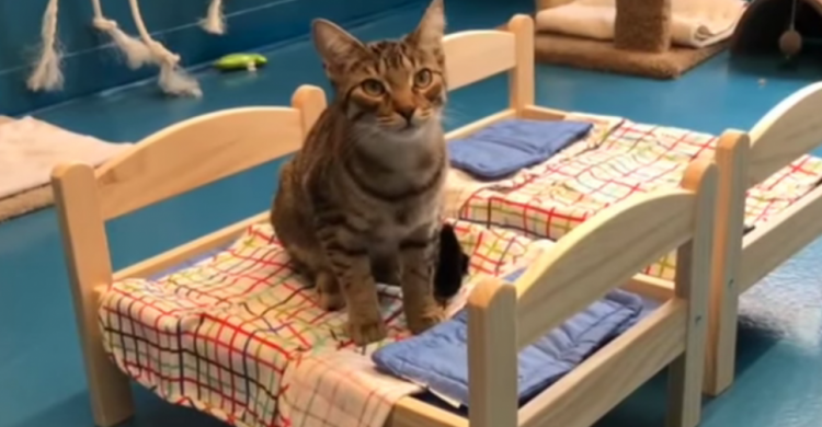 Братьям меньшим: Ikea подарила мини-кроватки кошкам из приюта