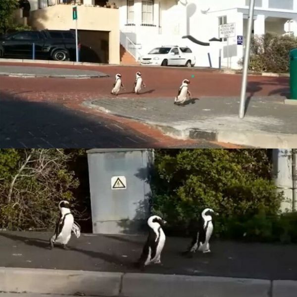 Мир на карантине: по безлюдным улицам гуляют пингвины и кенгуру (ФОТО+ВИДЕО)