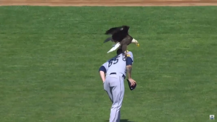 Во время бейсбольного матча на плечо игрока пытался сесть орел (ФОТО+ВИДЕО)