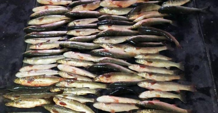 Мариуполец наловил в Кальмиусе рыбы на 150 тысяч гривен