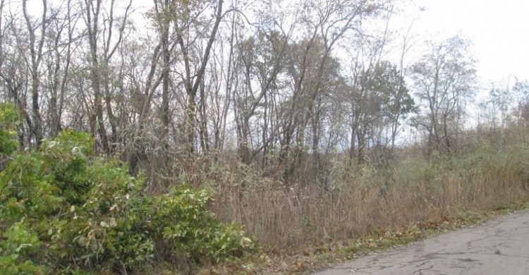 Черные лесорубы вырубили в Славянском районе дубов на полмиллиона гривен