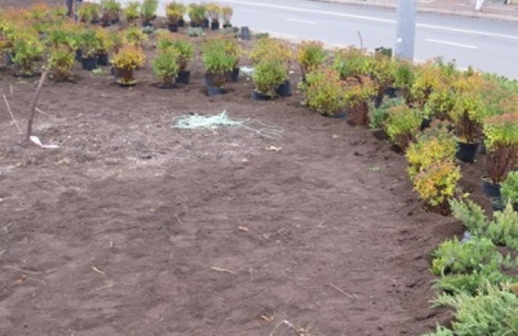 В Мариуполе заменят растения, не пережившие зиму (ФОТО)