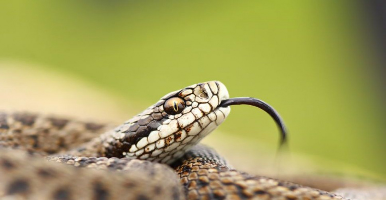 Мариупольцы обнаружили змею во дворе многоэтажки