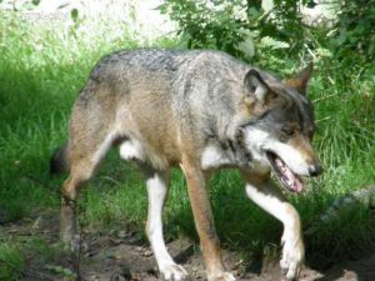 Под Мариуполем лисы и волки  нападают на овец - отстрел диких животных запрещен 