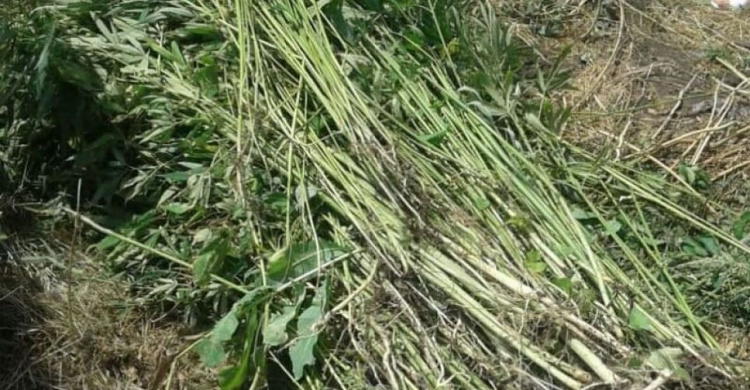 У наркоагрария взошел «урожай» в Мариуполе: начато расследование