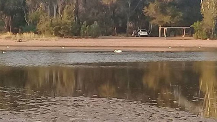 В Мариуполе пытаются спасти одинокого лебедя (ФОТО)