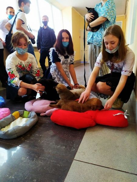 Школьники Мариуполя собрали для бездомных животных 2500 кг корма