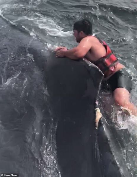Рыбак спас кита, прыгнув на него с ножом в зубах (ФОТО+ВИДЕО)